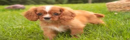 Cavalier King Charles Spaniel dogs for sale: Freddy Cavalier King Charles Spaniel  - Ad 8