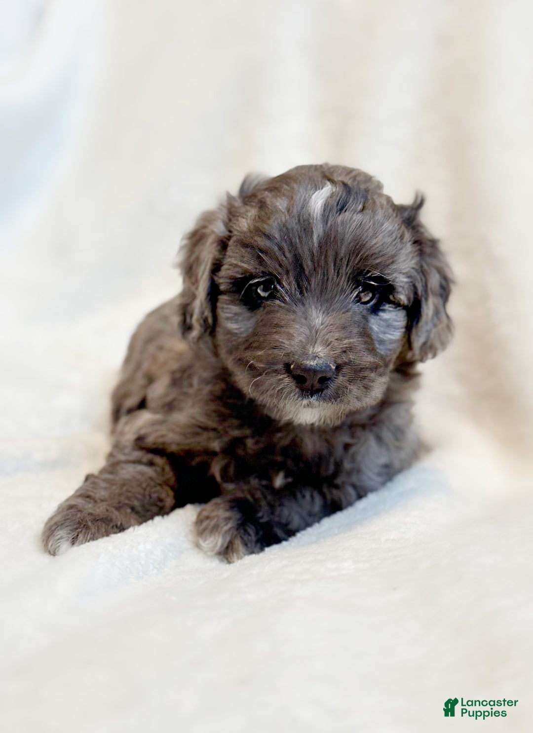 Mini Aussiedoodle dogs for sale: Ripley - Ad 3