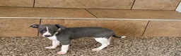 Italian Greyhound dogs for sale: Lanae - Ad 2