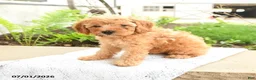 Miniature Poodle dogs for sale: Happy - Ad 4