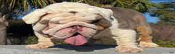 English Bulldog dogs for stud: Huncho (stud service)  - Ad 5