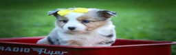 Mixed Breed dogs for sale: Gabby💕 - Ad 10