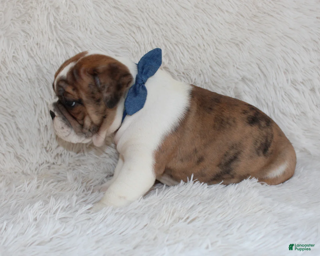 English Bulldog dogs for sale: AKC Oakley - Ad 4