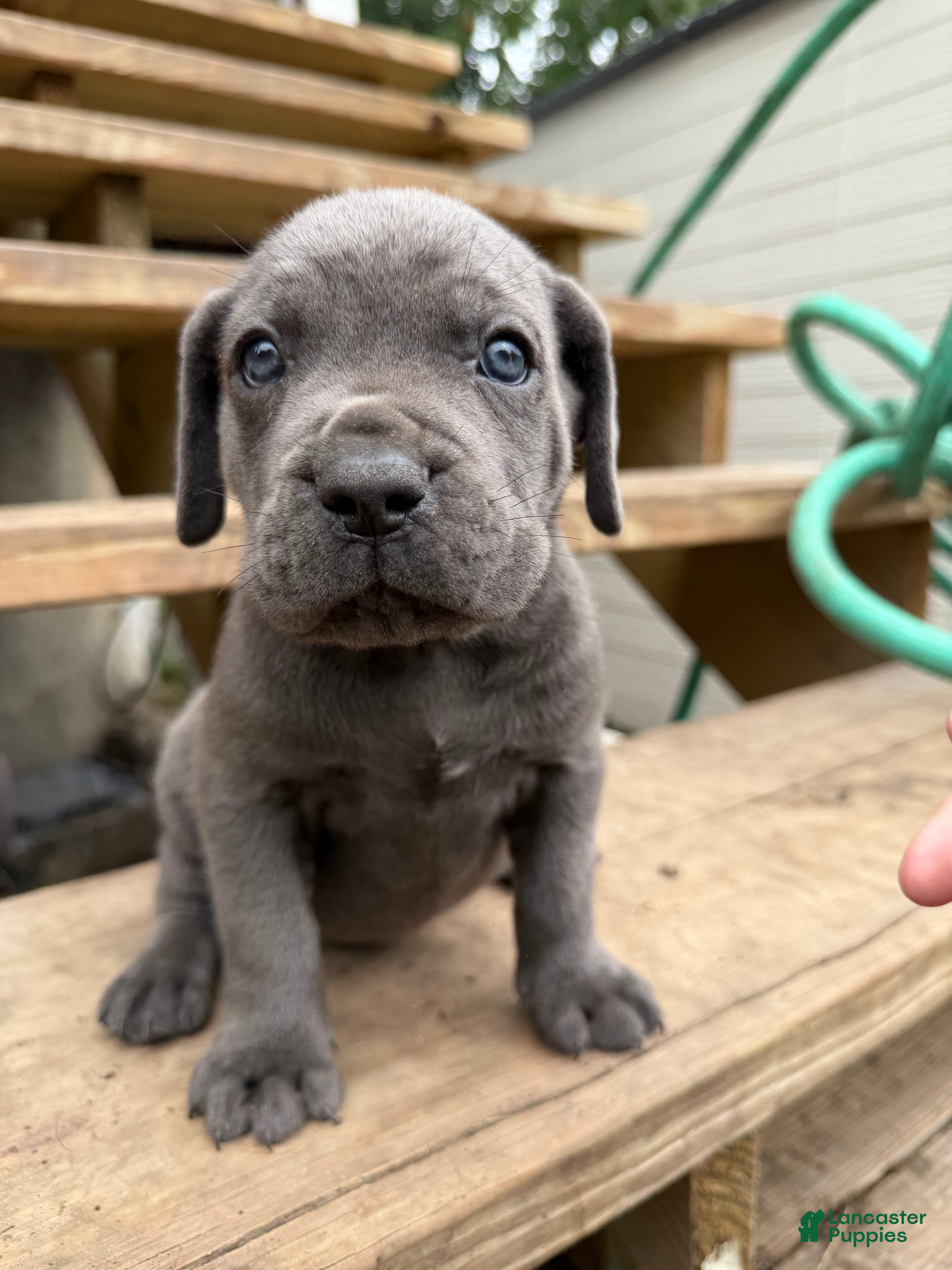 Cane Corso dogs Boy 3 - Ad 1