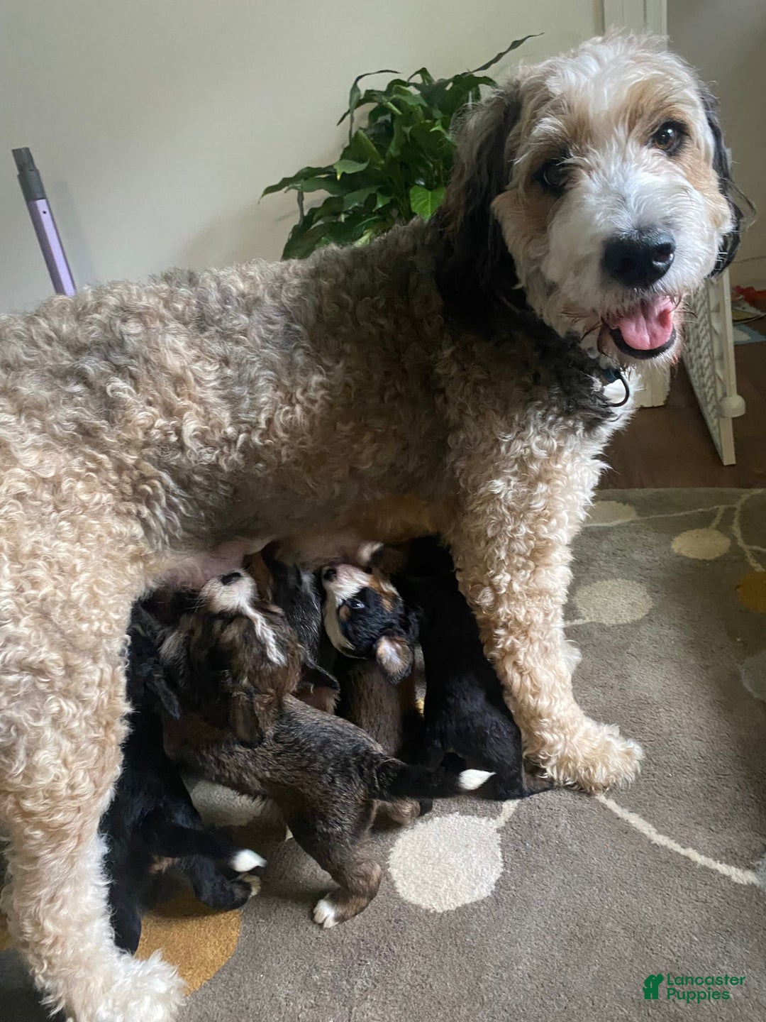 Gallery Image {{count}}