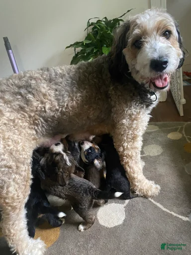 Gallery Image {{count}}