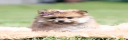 Pomeranian dogs for sale: Crimson - Ad 4