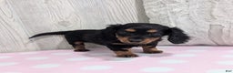 Miniature Dachshund dogs for sale: Delilah - Ad 5