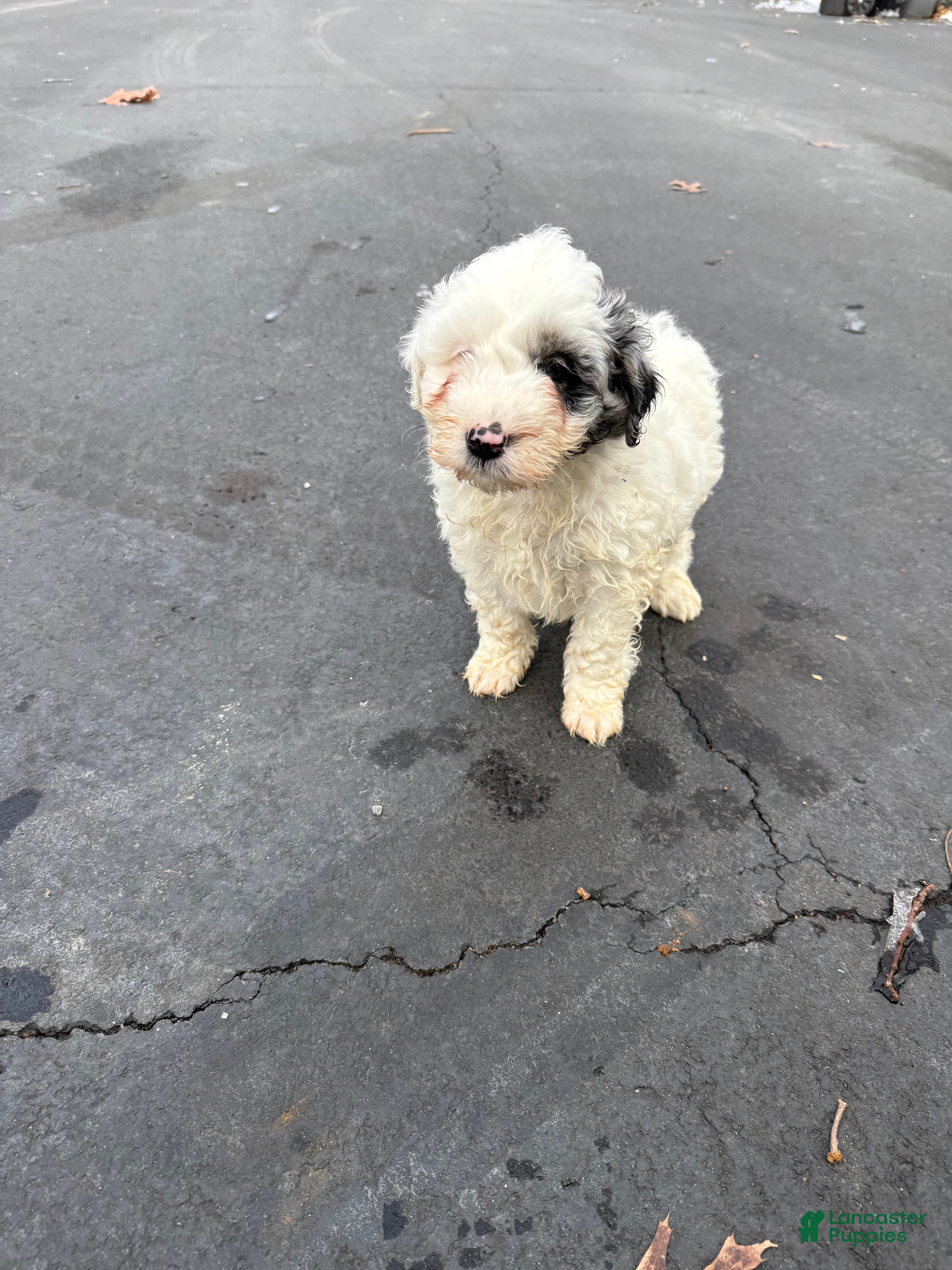 Mini Aussiedoodle dogs Mini Aussiedoodle Puppy 2 - Ad 2
