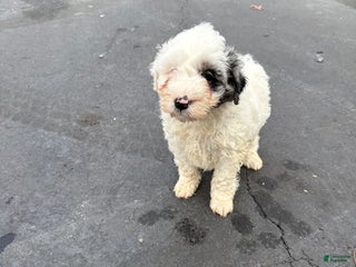 Mini Aussiedoodle dogs Mini Aussiedoodle Puppy 2 - Ad 7