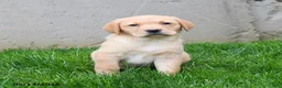 Labrador Retriever dogs for sale: Ellie - Ad 5
