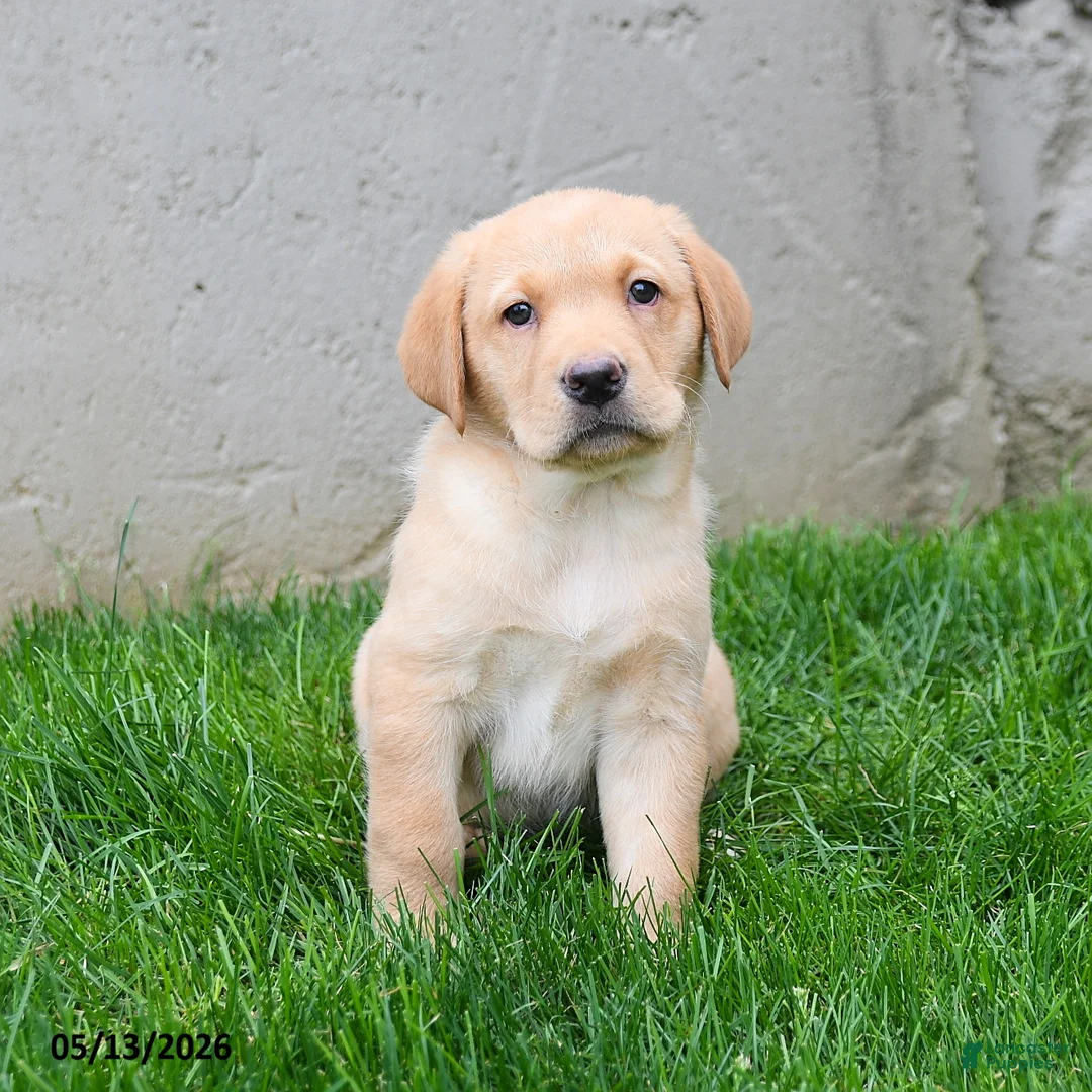 Labrador Retriever dogs for sale: Ellie - Ad 5