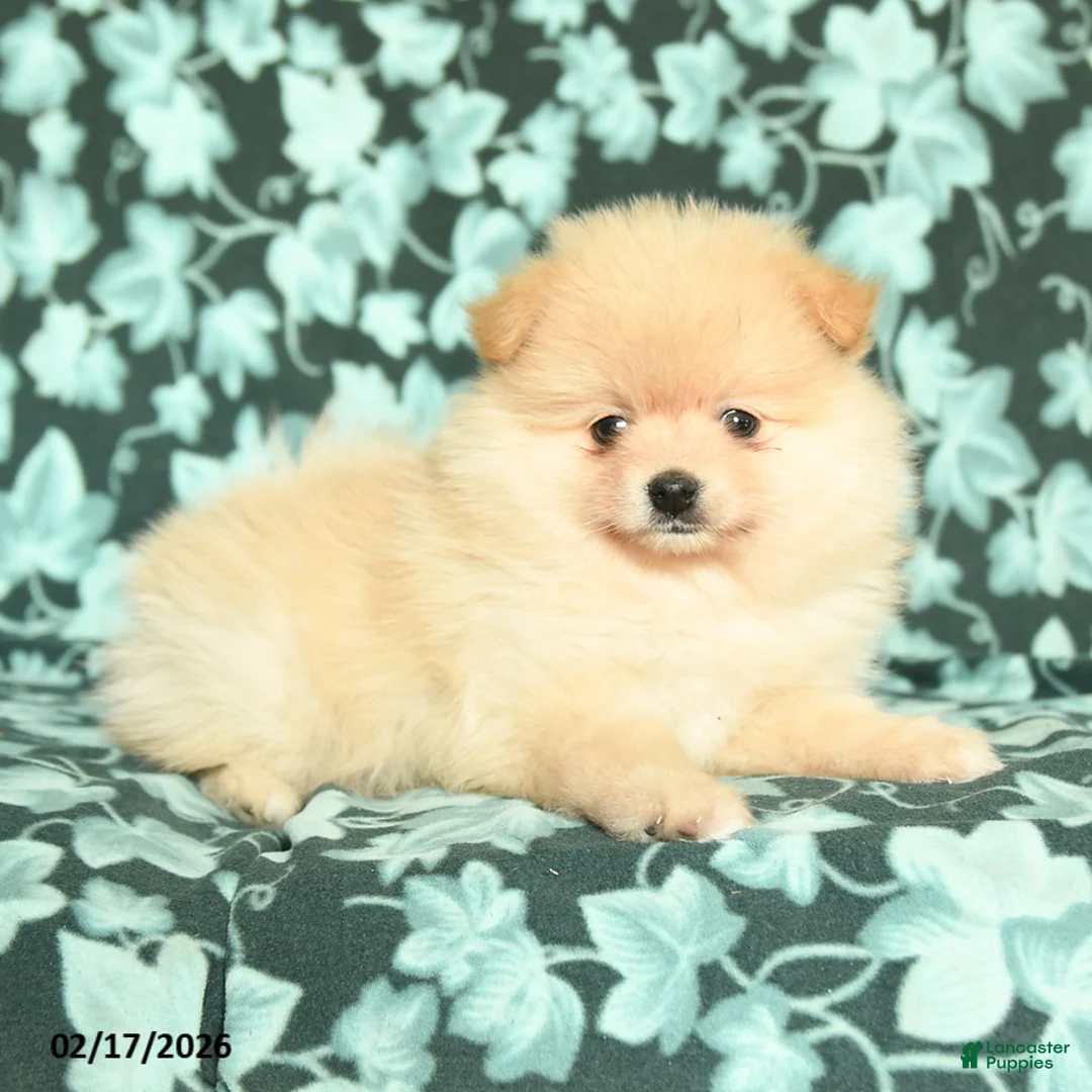 Pomeranian dogs for sale: Sweet Heart - Ad 3