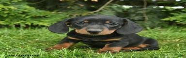 Lassie 