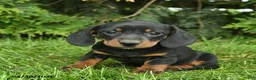 Miniature Dachshund dogs for sale: Lassie  - Ad 1