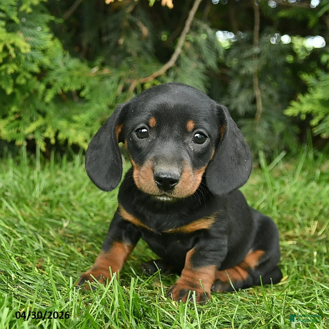Miniature Dachshund dogs for sale: Lassie  - Ad 1
