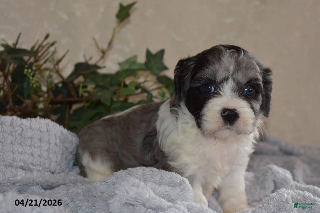 Cavapoo dogs for sale: Lucy - Ad 6