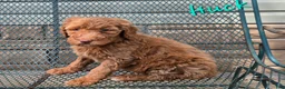 Goldendoodle dogs for sale: Goldendoodle Puppy 2 - Ad 2