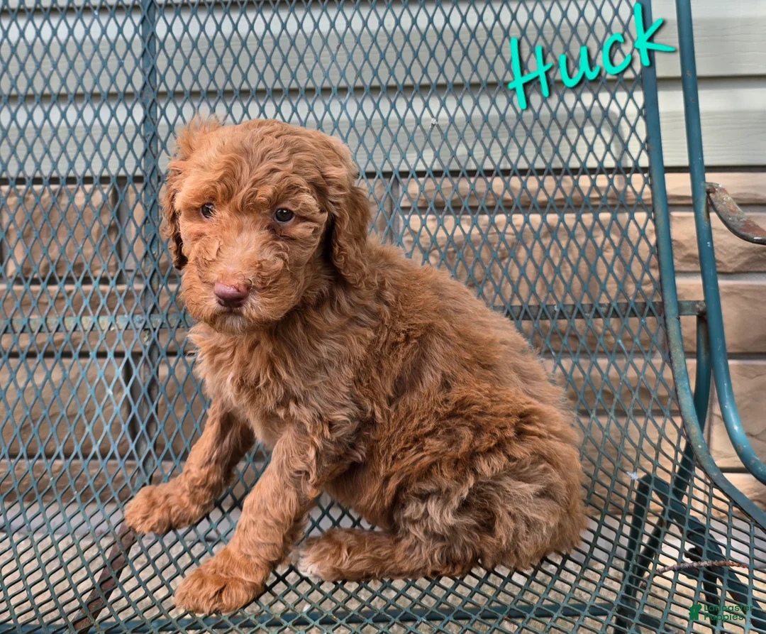 Goldendoodle dogs for sale: Goldendoodle Puppy 2 - Ad 2