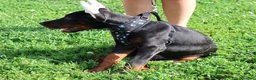 Doberman Pinscher dogs for sale: Doberman Pinscher 1 - Ad 13