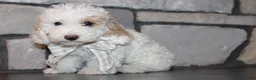 Miniature Poodle dogs for sale: Akc Jenna - Ad 6