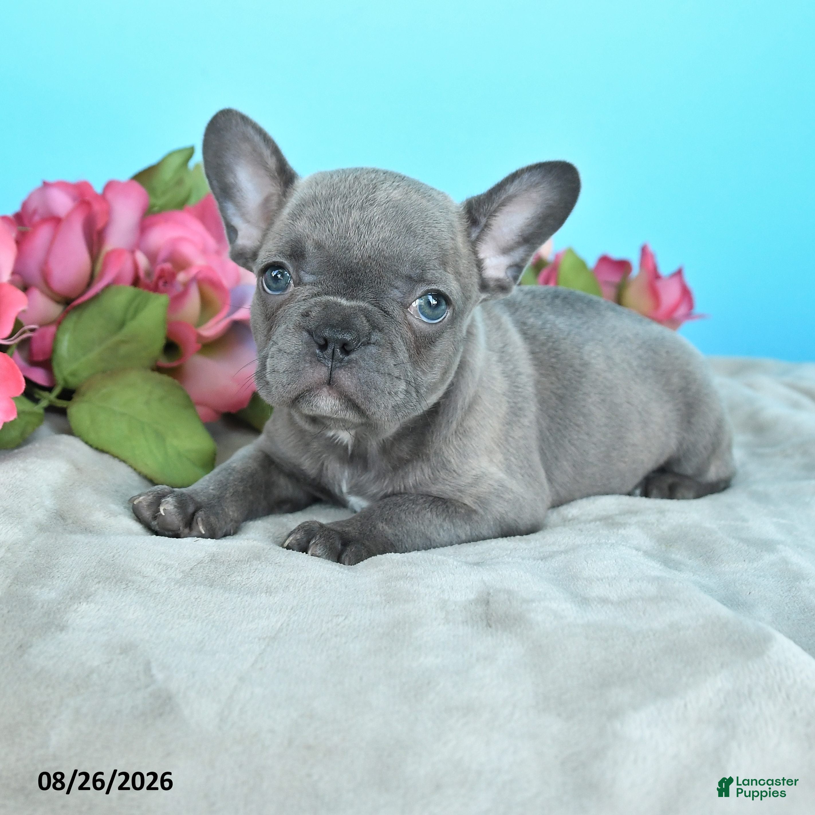 French Bulldog dogs Rachel - Ad 1
