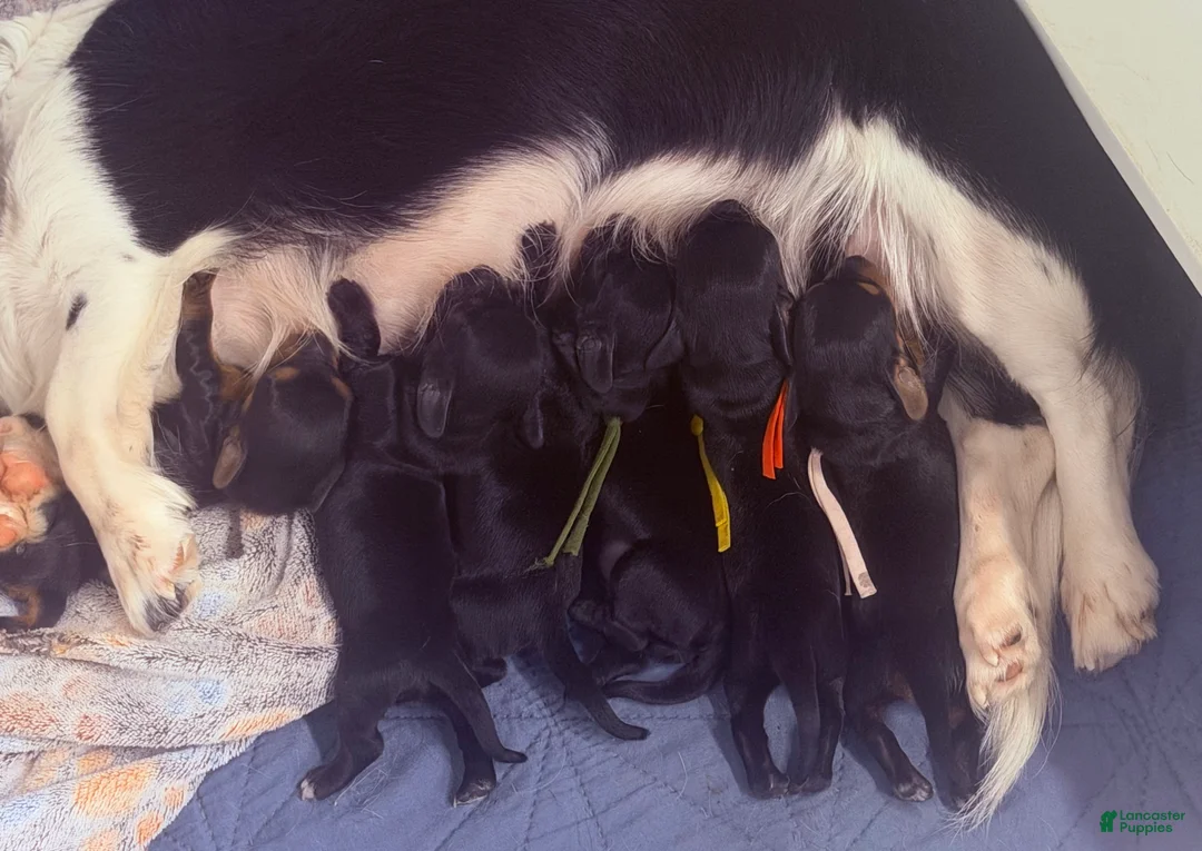 Miniature Dachshund dogs for sale: Miniature Dachshund 1 - Ad 1