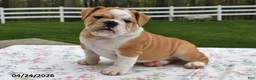 Mixed Breed dogs for sale: Sarge - Ad 3