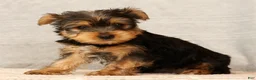 Yorkshire Terrier dogs for sale: Haven - Ad 8