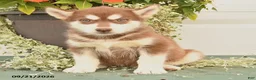 Alaskan Malamute dogs for sale: Crystal - Ad 3
