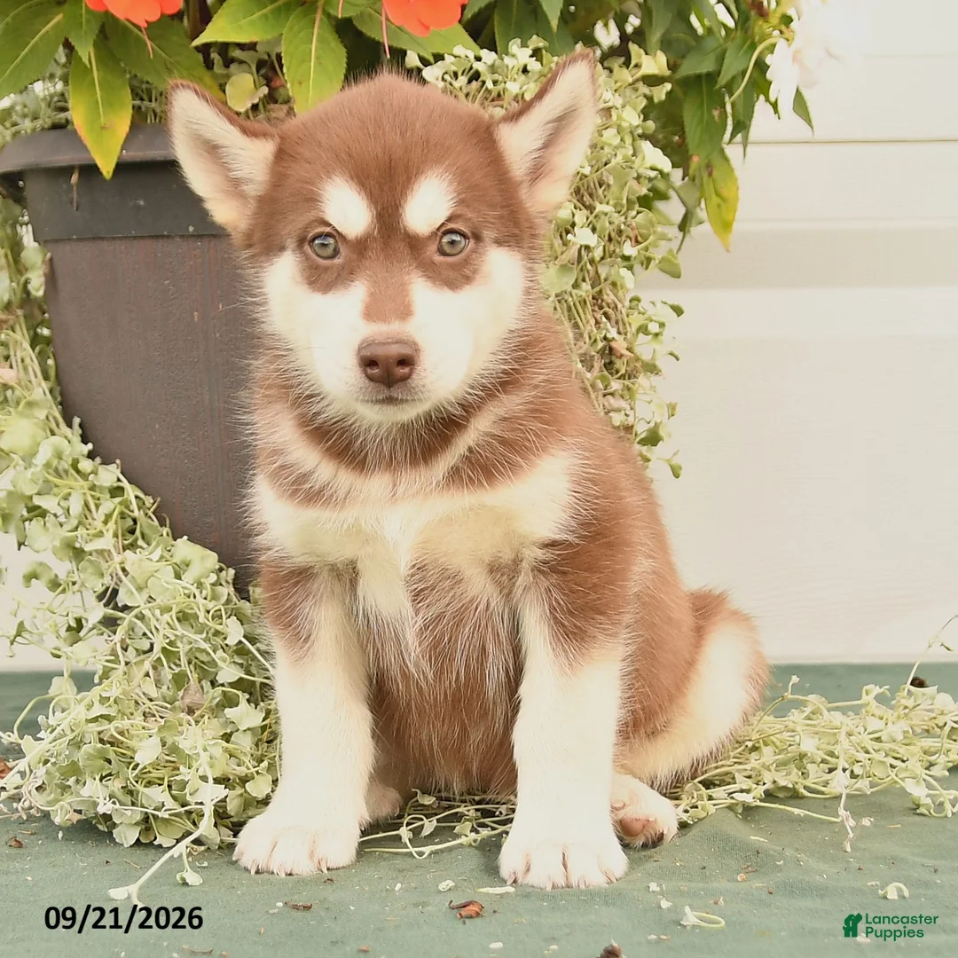 Alaskan Malamute dogs for sale: Crystal - Ad 3