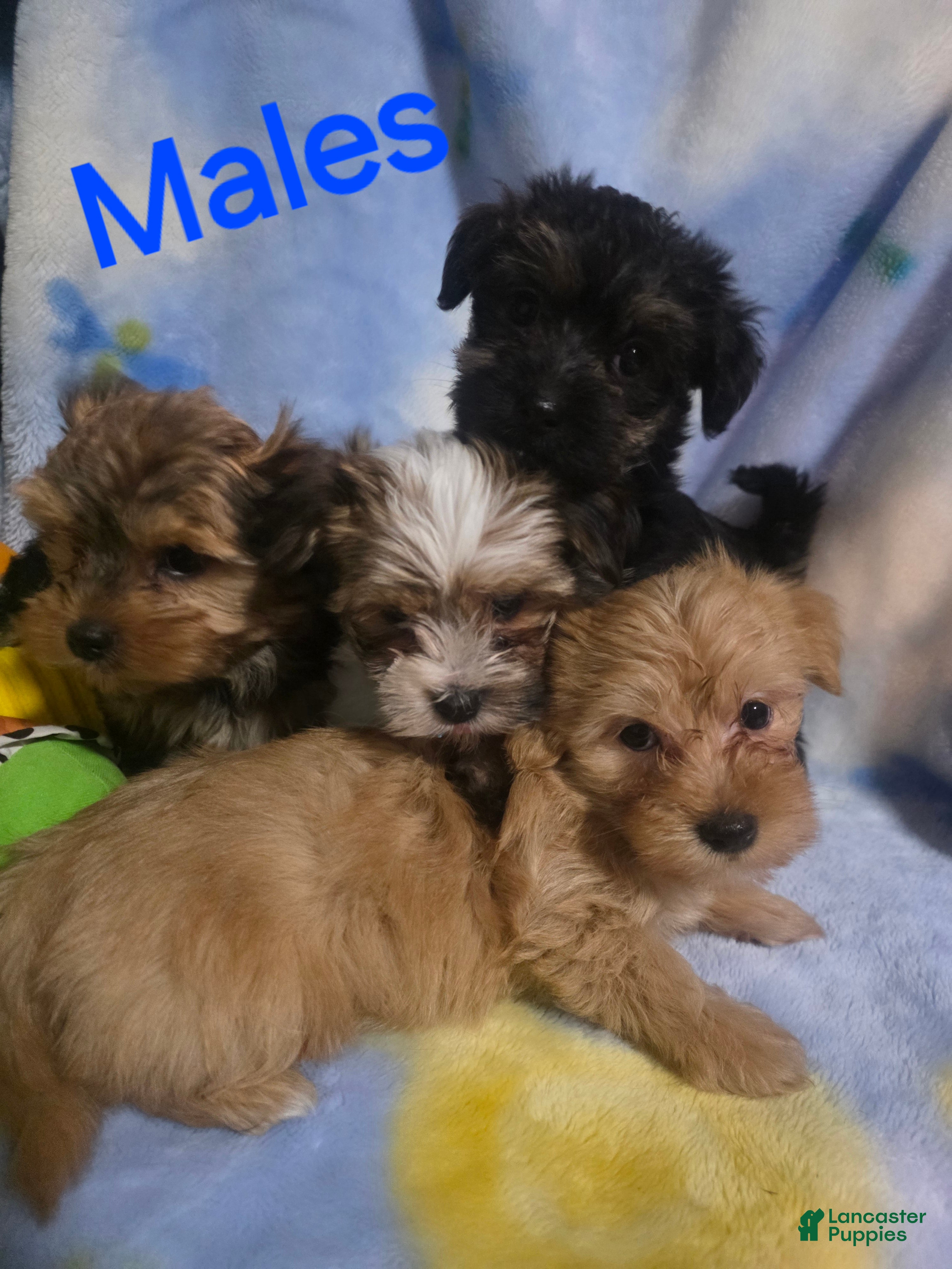 Morkie dogs Morkie male 6 - Ad 2