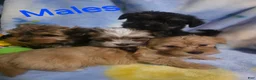 Morkie dogs for sale: Morkie male 6 - Ad 2
