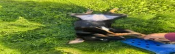 Mixed Breed dogs for sale: Jackie - Ad 4