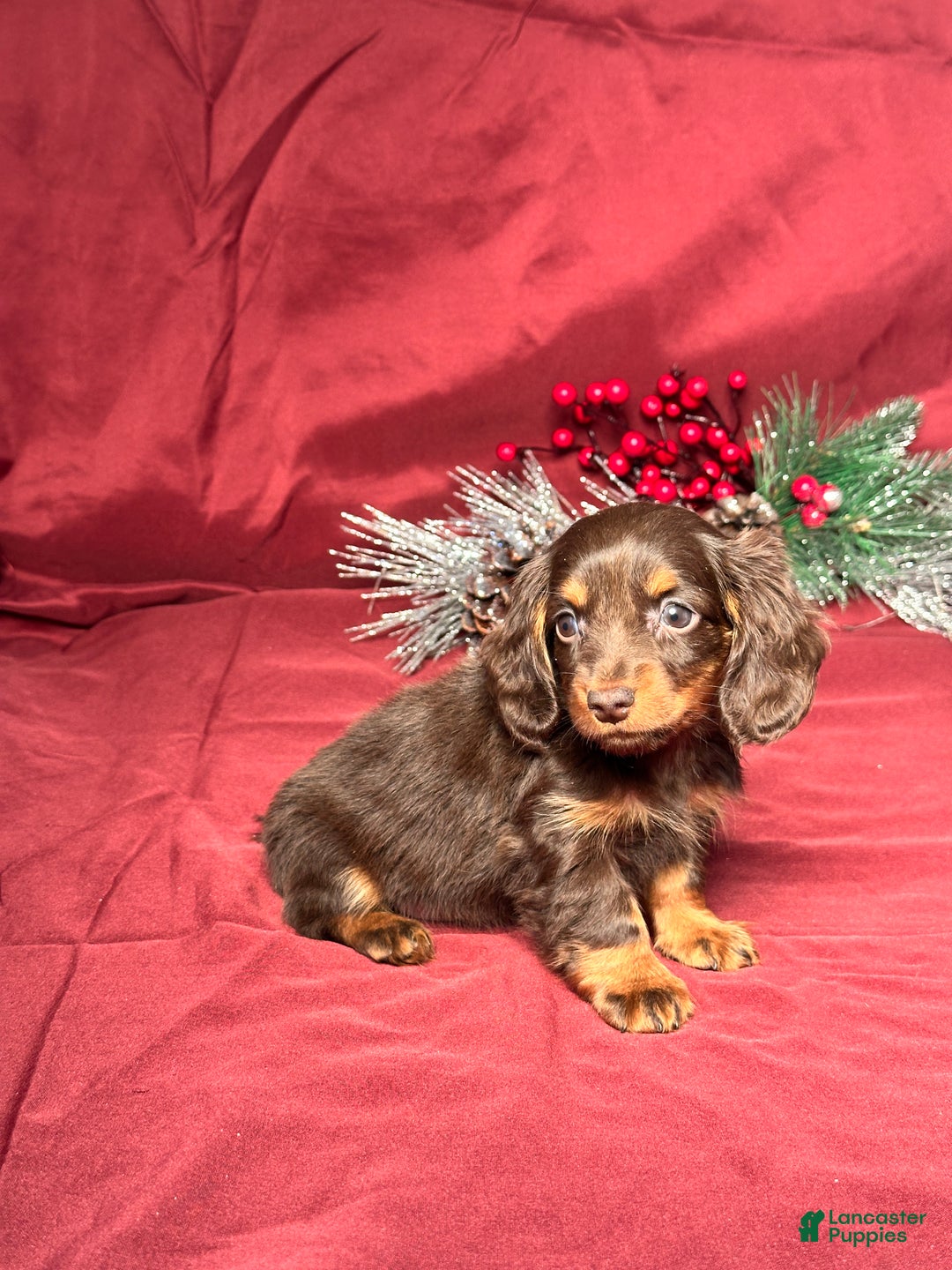 Miniature Dachshund dogs for sale: Luna - Ad 5