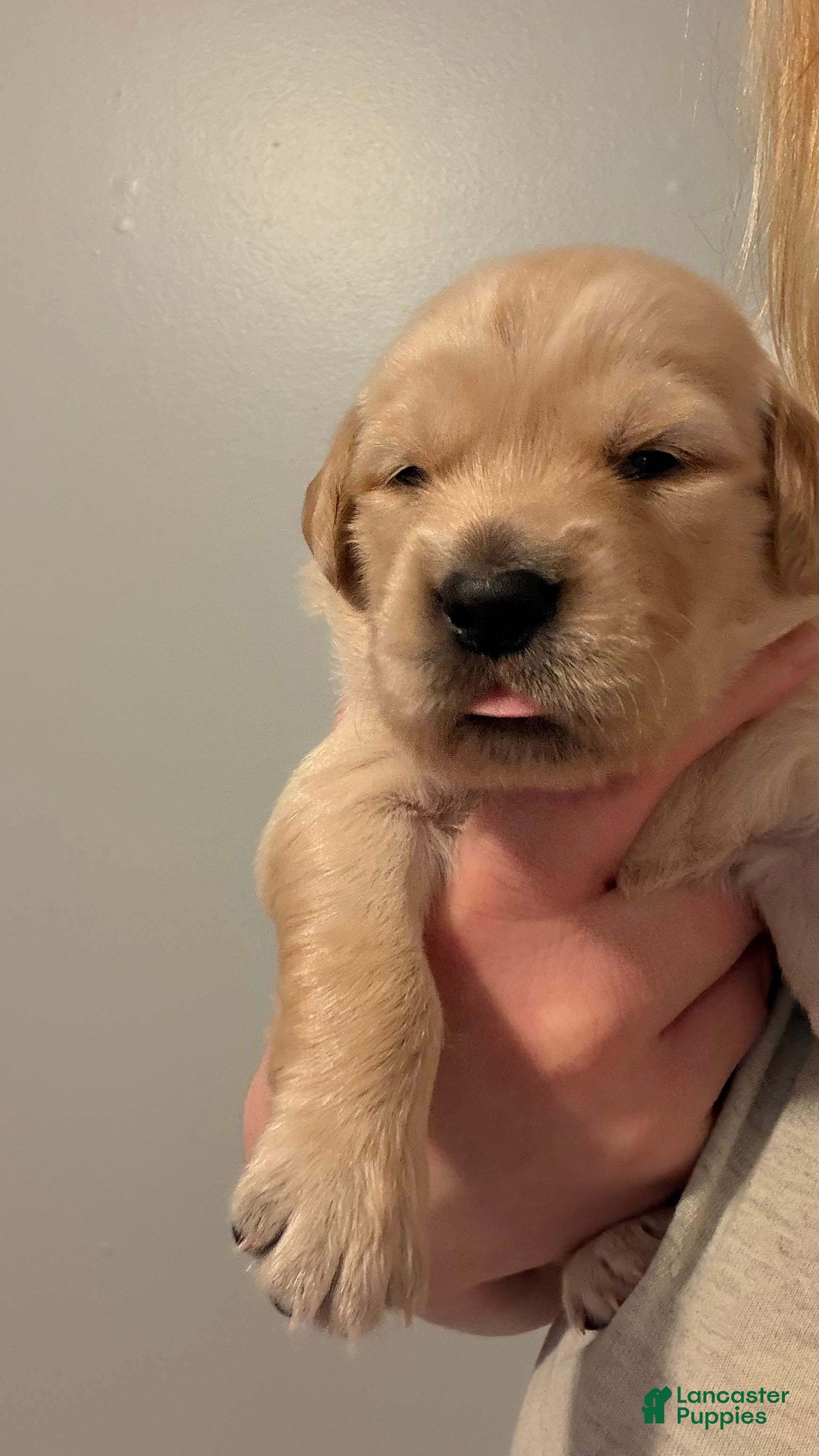 Golden Retriever dogs Hot Pink  - Ad 1