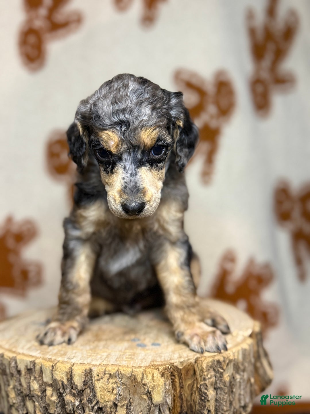 Standard Poodle dogs for sale: Standard Poodle Puppy 2 Luke aka lucus - Ad 2