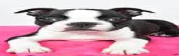 Boston Terrier dogs for sale: Violet - Ad 5
