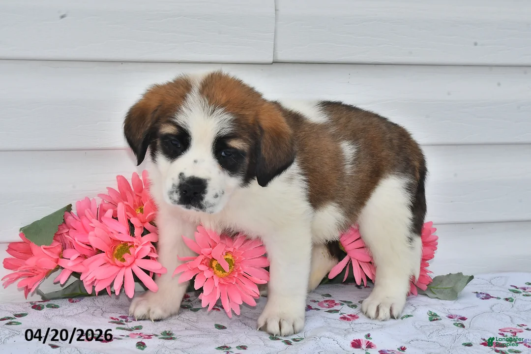 Saint Bernard dogs for sale: Blair - Ad 3