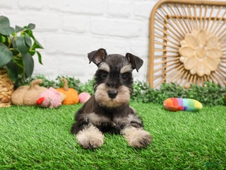 Miniature Schnauzer dogs - Ad 26