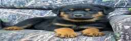 Rottweiler dogs for sale: Joey - Ad 4