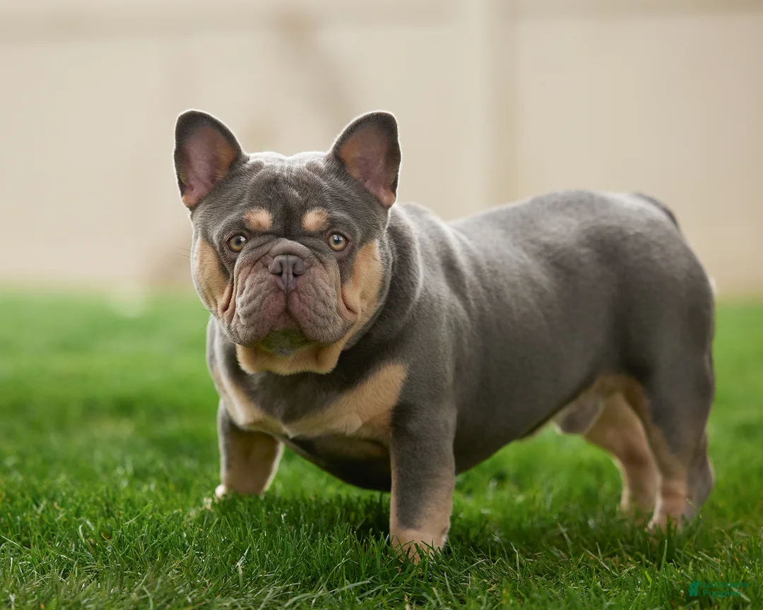 French Bulldog dogs for sale: Jax - Ad 8