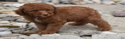 Miniature Poodle dogs for sale: Payton - Ad 6