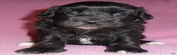 Shihpoo dogs for sale: Cinders - Ad 4