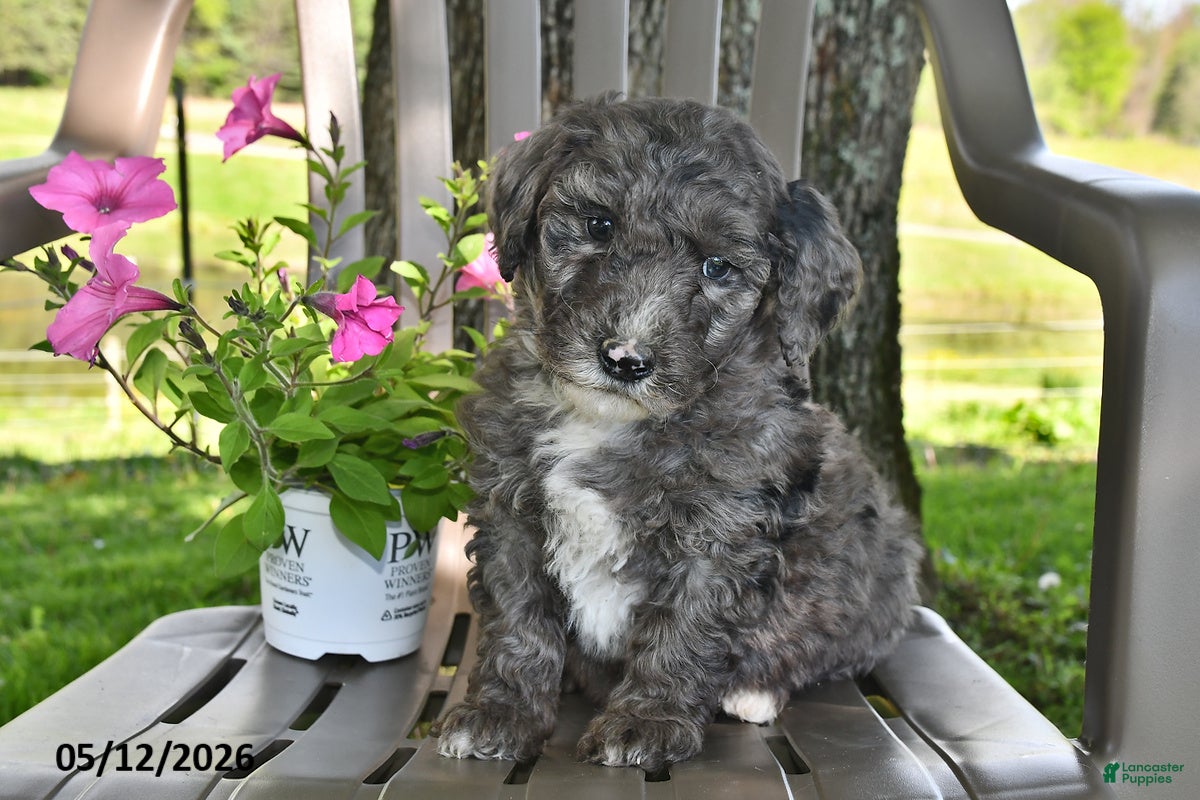 Goldendoodle dogs for sale: Ollie - Ad 1