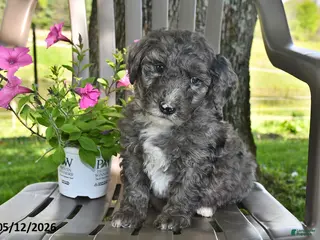 Goldendoodle dogs for sale: Ollie - Ad 1
