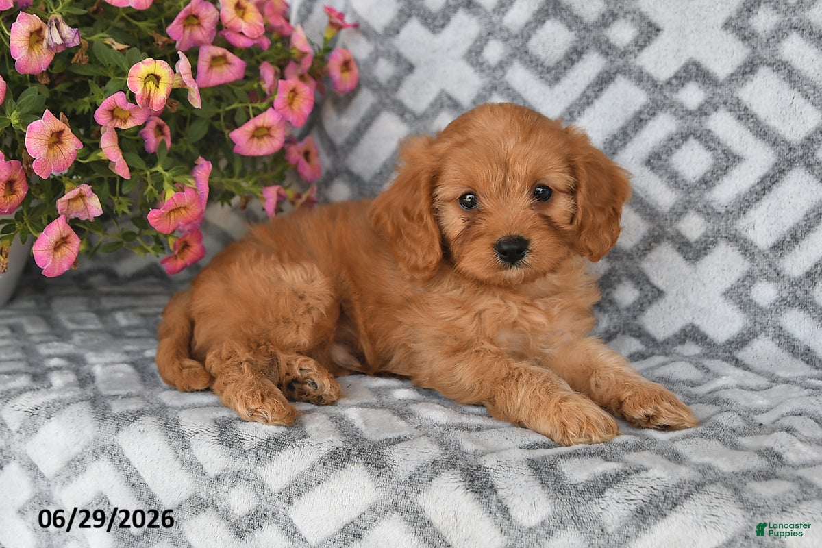 Cavapoo dogs Tanto - Ad 2