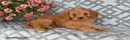 Cavapoo dogs for sale: Tanto - Ad 2