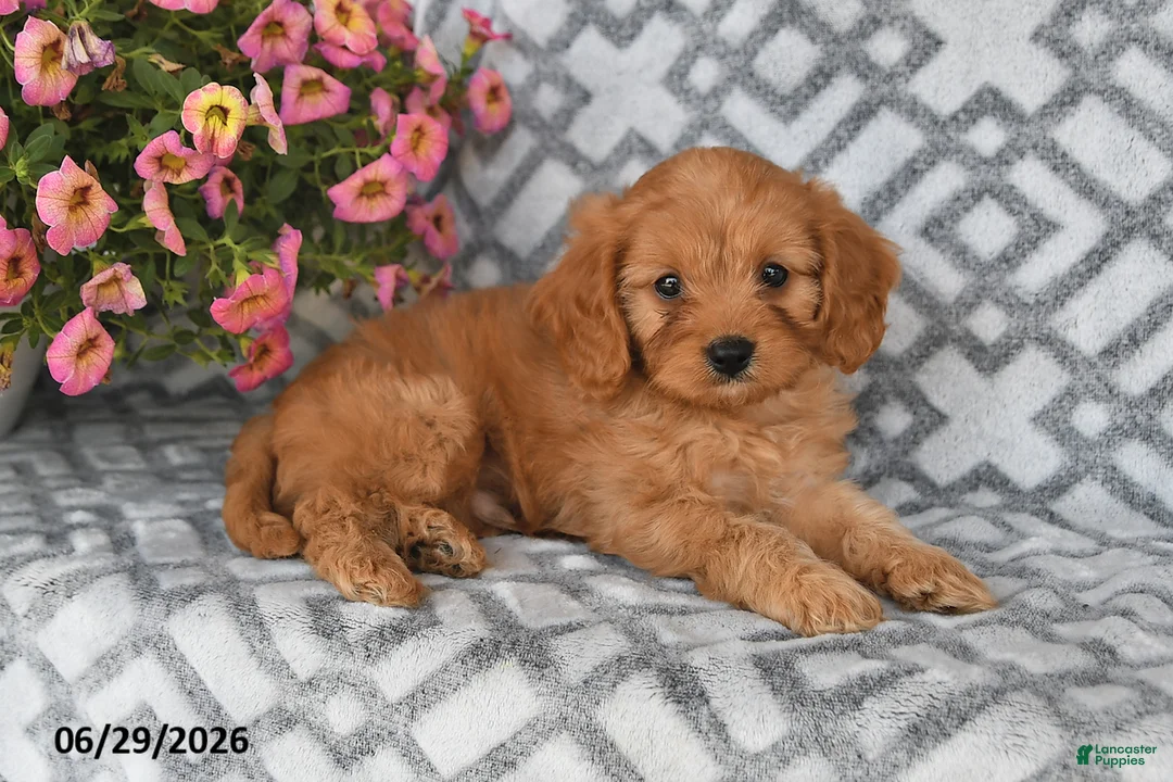 Cavapoo dogs for sale: Tanto - Ad 2