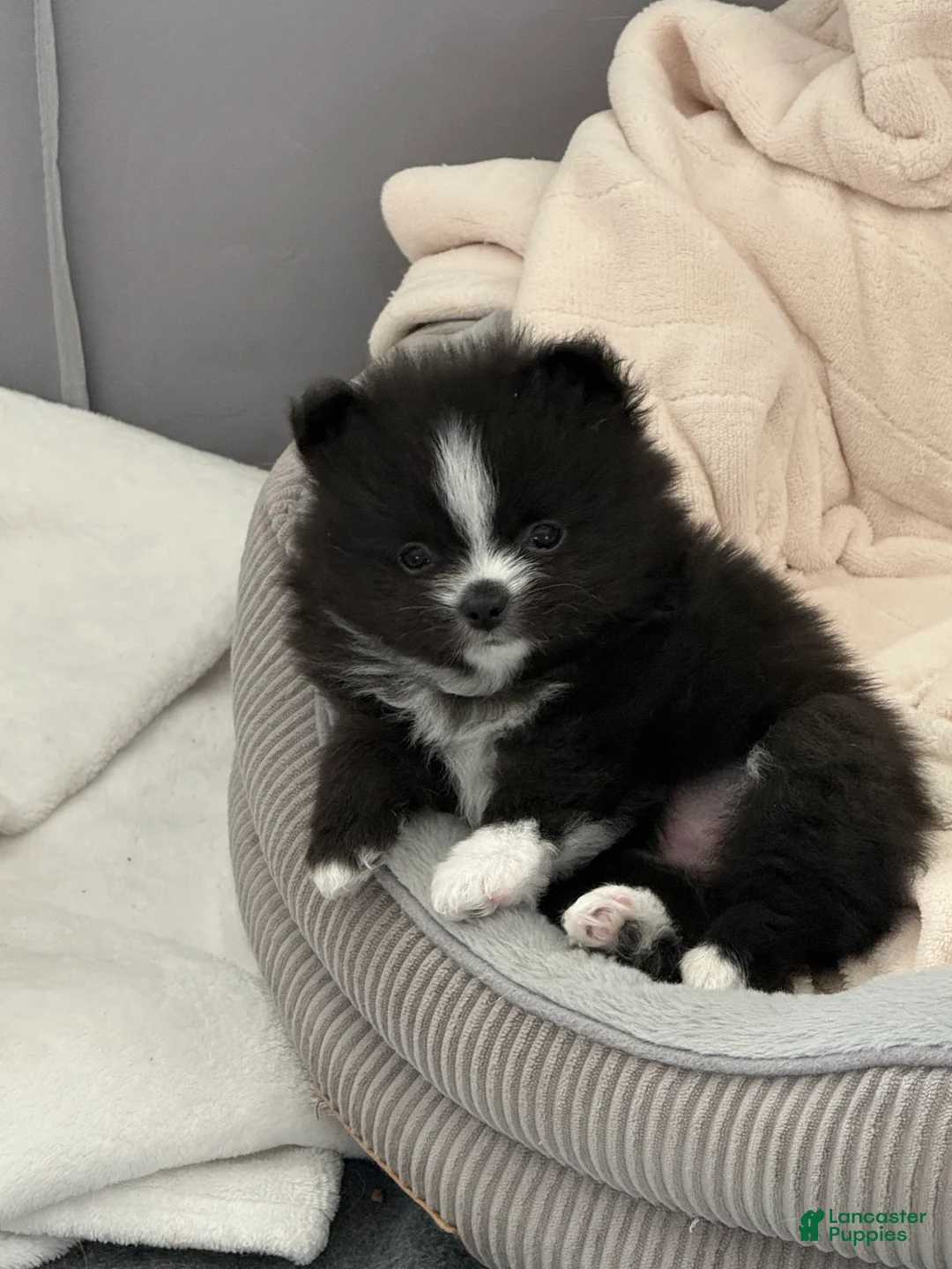 Pomeranian dogs for sale: Pomeranian Puppy 1 - Ad 3